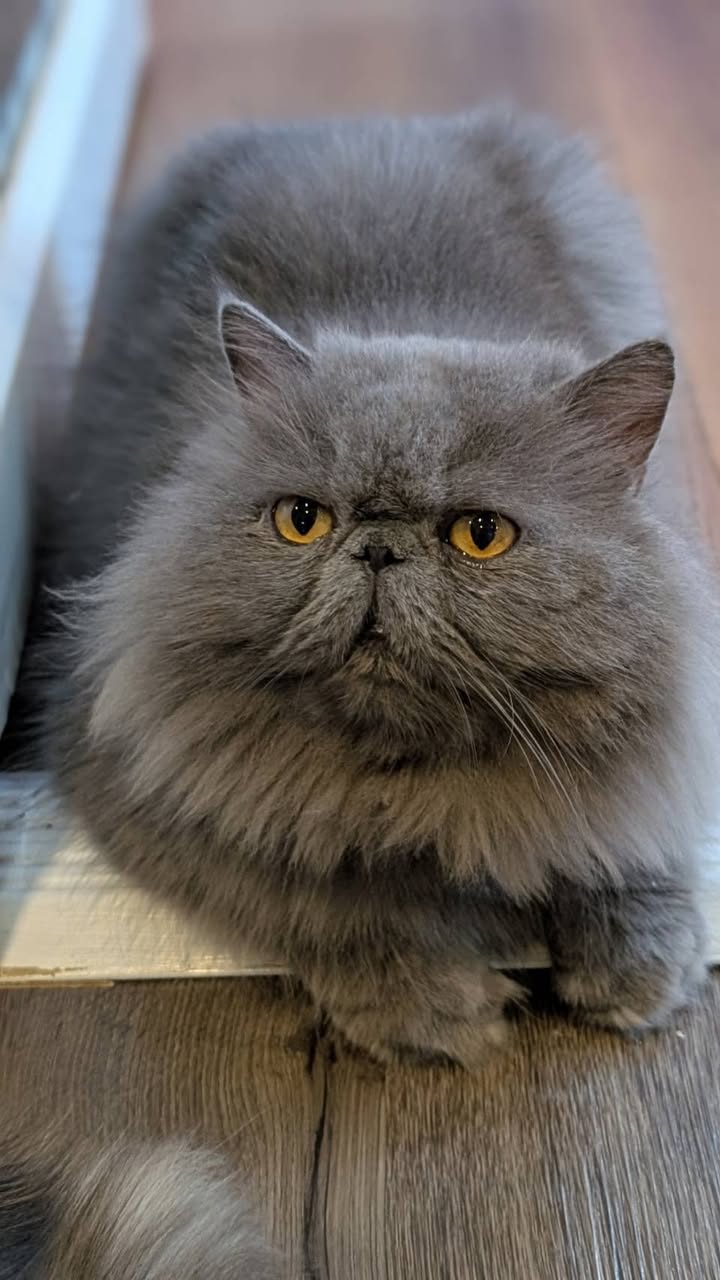 Cat Space Cafe Phuket คาเฟ่แมวภูเก็ต ทาสแมวต้องมามุง รูปที่ 2
