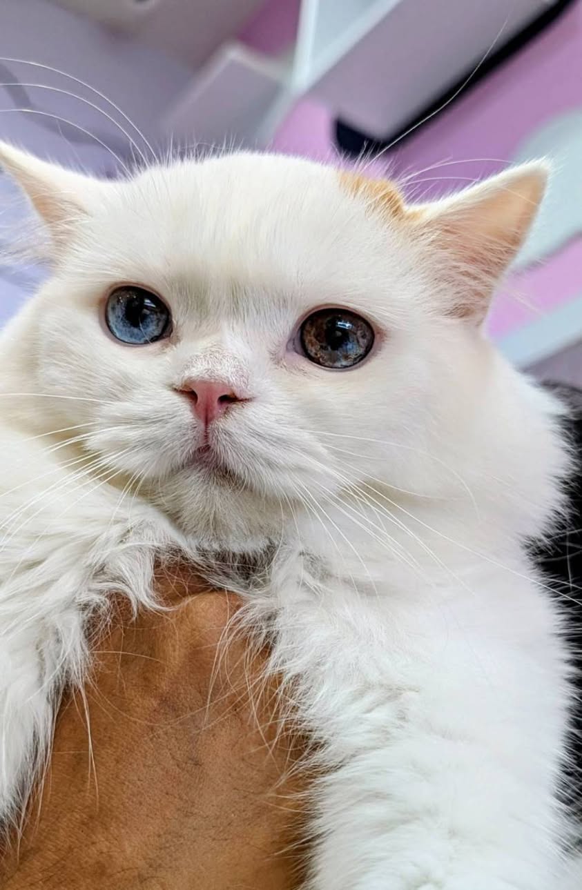 Cat Space Cafe Phuket คาเฟ่แมวภูเก็ต ทาสแมวต้องมามุง รูปที่ 3